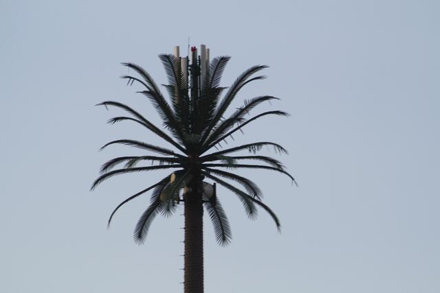 Versteckt: Sendemast in Palme | Foto: © www.jowapress.de