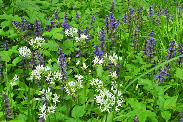 Foto: Brigitte Melder