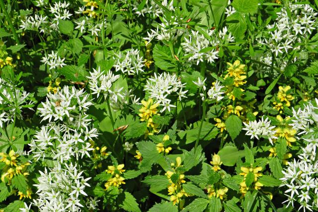 Foto: Brigitte Melder