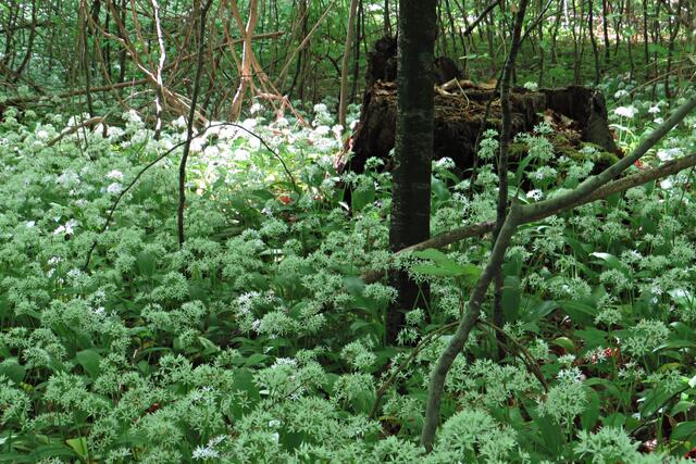 Foto: Brigitte Melder