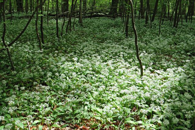 Foto: Brigitte Melder