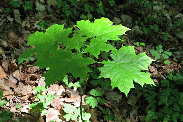 Frisches Grün, eine Augenweide | Foto: Brigitte Melder
