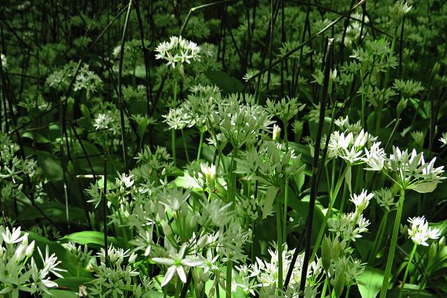 Foto: Brigitte Melder