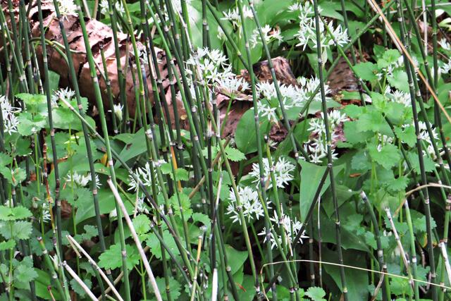 Schachtelhalme und Bärlauch | Foto: Brigitte Melder