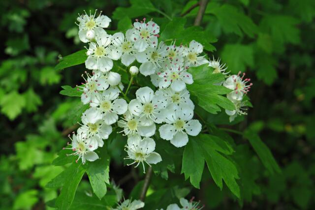 Foto: Brigitte Melder