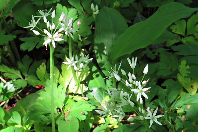 In voller Schönheit | Foto: Brigitte Melder