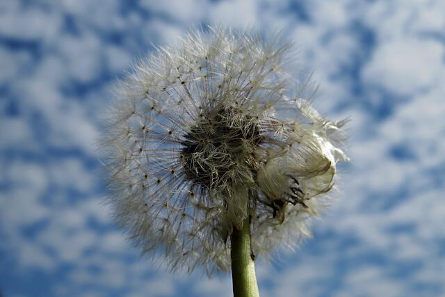 Schäfchenwolken - perfekt | Foto: Brigitte Melder