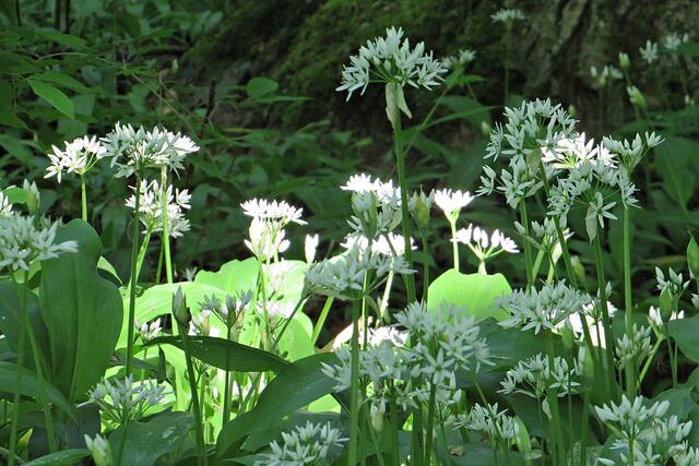 Foto: Brigitte Melder