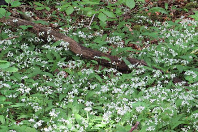 Foto: Brigitte Melder