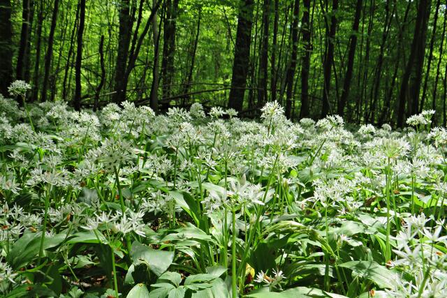 Foto: Brigitte Melder