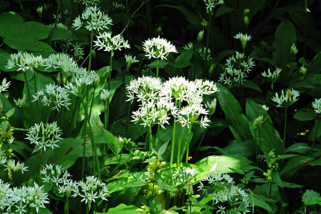 Foto: Brigitte Melder