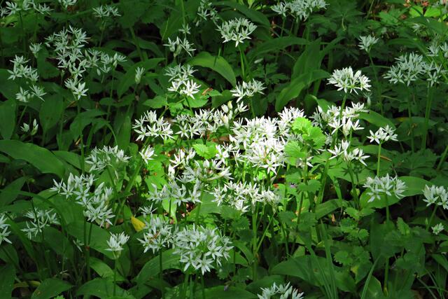 Foto: Brigitte Melder