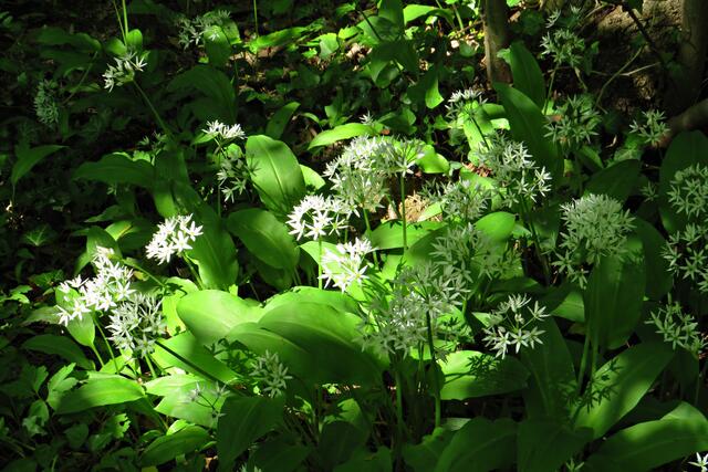 Foto: Brigitte Melder