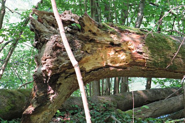 Foto: Brigitte Melder