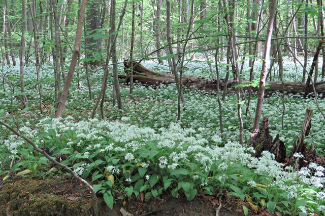 Foto: Brigitte Melder