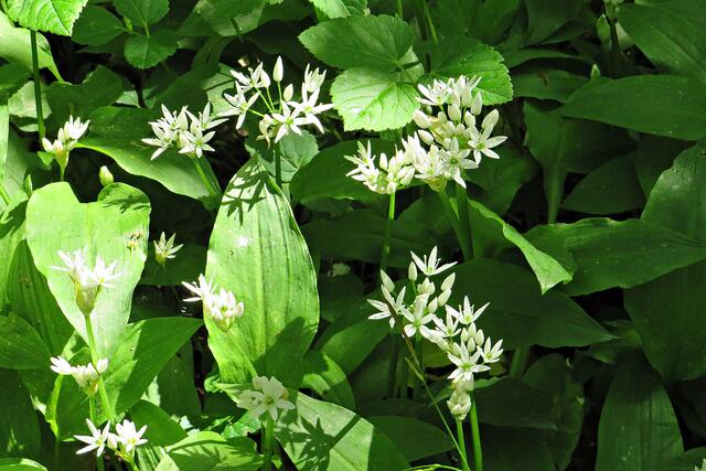 Foto: Brigitte Melder