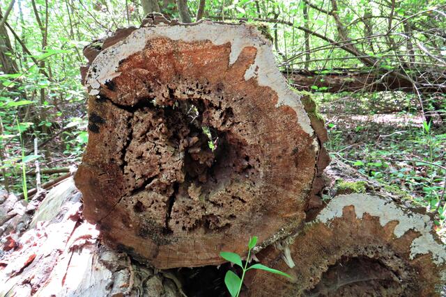 Foto: Brigitte Melder