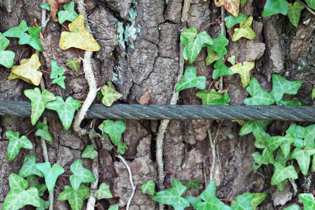Natur sucht sich ihren Weg auch über das Seil | Foto: Brigitte Melder