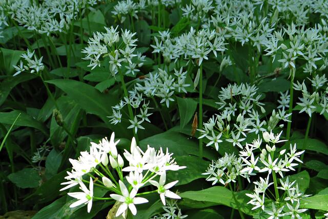 Foto: Brigitte Melder