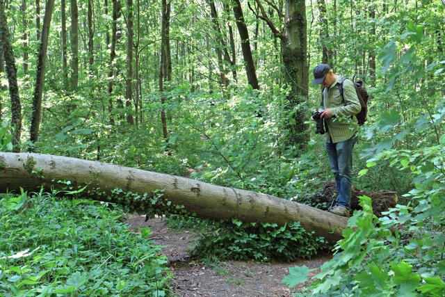 Achtung! Umgestürzte Bäume über dem Weg | Foto: Brigitte Melder