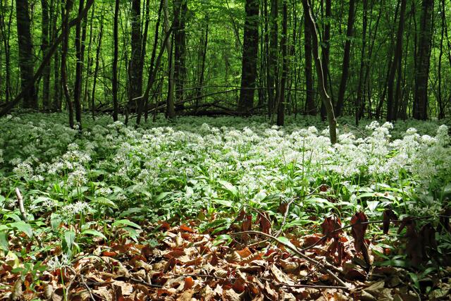 Foto: Brigitte Melder