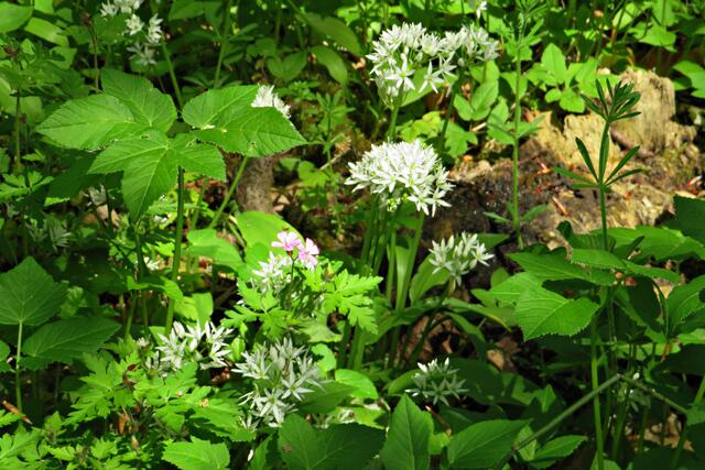 Foto: Brigitte Melder