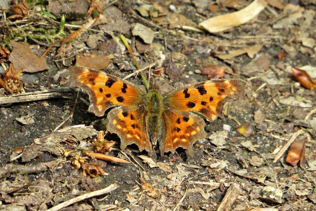 Schachbrett (Melanargia galathea) | Foto: Brigitte Melder