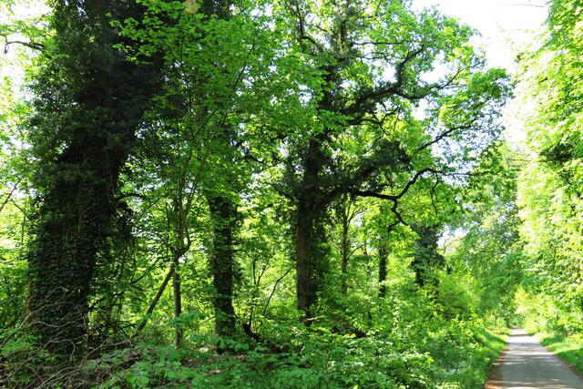 Dicke alte Eichen | Foto: Brigitte Melder