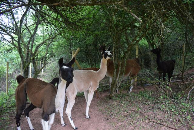 Auch die Lamas sind zufrieden | Foto: B. Bender