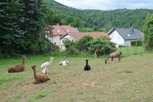 Neue Heimat für die Lamas auf der Wiese in Waldhambach | Foto: B. Bender
