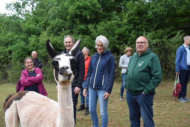 Das Lama im Mittelpunkt | Foto: B. Bender