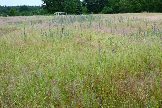 Naturschutzgebiet Trockenwiesen Jockgrim im Juni 2021 | Foto: A. Abt