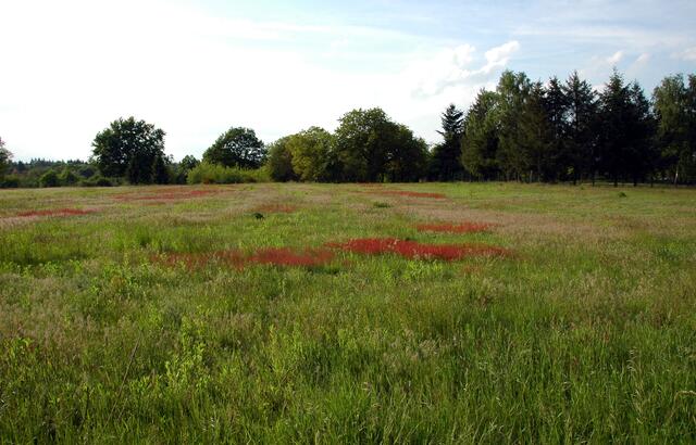 Naturschutzgebiet Trockenwiesen Jockgrim im Jahr 2019 | Foto: A. Abt