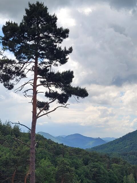 Blick ins Wasgau | Foto: Markus Pacher