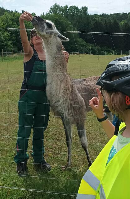  Rast bei den Lamas | Foto: adfc