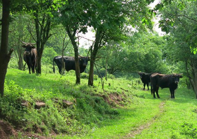 Pflegen unsere Kulturlandschaft und liefern hochwertiges Fleisch: Weiderinder im Biosphärenreservat, wie hier die Heckrinder in der Waldweidefläche bei St. Martin  | Foto: Biosphärenreservat