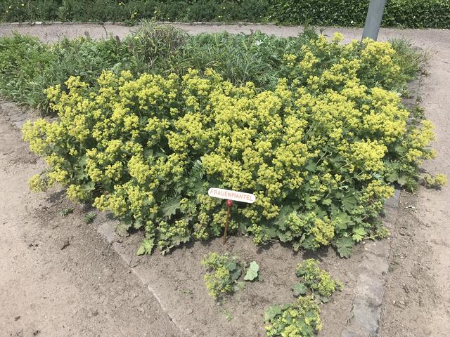 Kräuterkunde im Kräutergarten | Foto: B. Bender