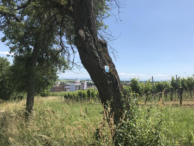 Der Weg ist gut beschildert | Foto: B. Bender