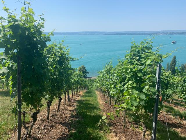 Weinberge in Steillage | Foto: Franz-Walter Mappes