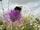 Eine Hummel auf einer Flockenblume | Foto: Keller