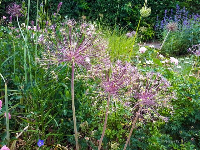 Zierlauch | Foto: Soraja Eydam 