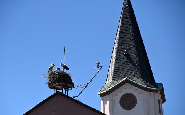 Störche vor der Kamera - auf dem Kirchendach in Neupotz | Foto: A. Abt