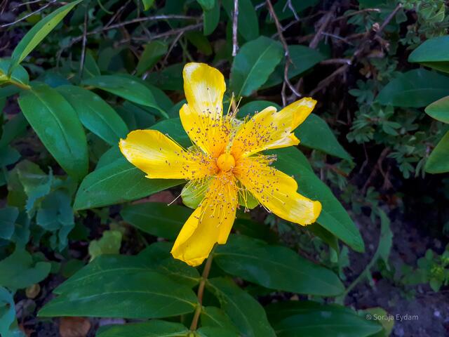 Großblumiges Johanniskraut | Foto: Soraja Eydam 