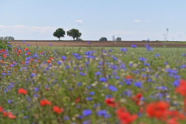Pfalzwiese | Foto: Ilona Schäfer