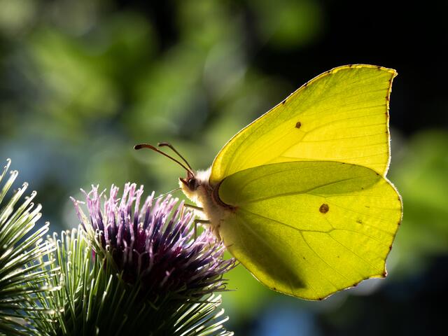 Zitronen Falter auf einer Distel. | Foto: Frank Theilmann
