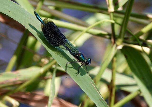 Foto: Volker Cleeves