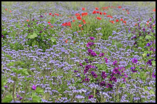 Wilde Wiese | Foto: Ilona Schäfer