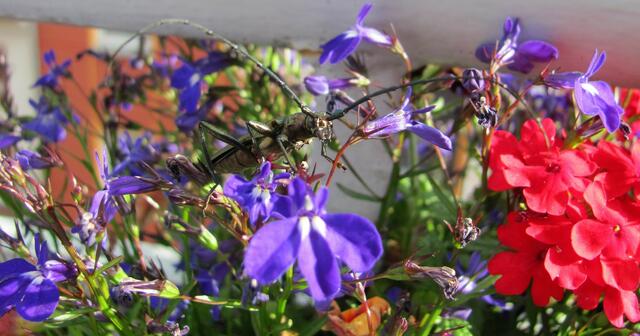 Unbekannter Besuch auf unserem Balkon, unser kleines blühendes Paradies lockt so manche gefiederten Gäste an. | Foto: Foto: Bernd Barth-Kaiserslautern vom 10.6.2022