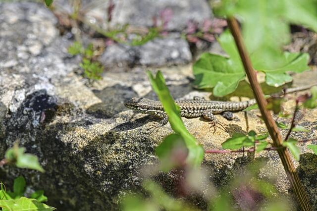 Neuzeitlicher Bewohner der Villa Rustica, Wachenheim | Foto: Ilona Schäfer