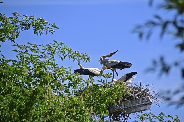 Störchlein | Foto: Ilona Schäfer
